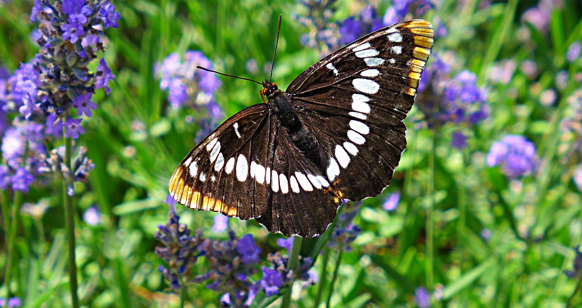 Schmetterling